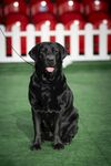 黑色拉布拉多犬端坐赛场
