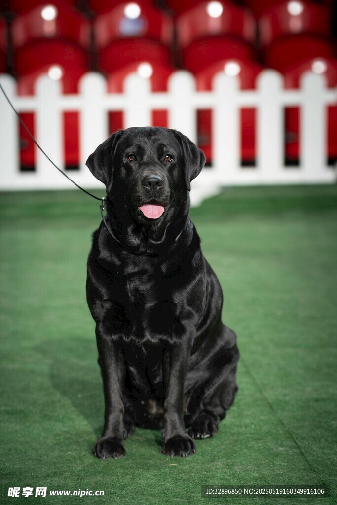 黑色拉布拉多犬端坐赛场