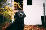 秋日里的黑色拉布拉多犬