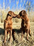 两只棕色犬亲昵互动