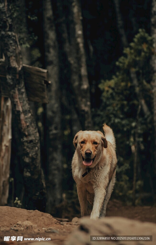 林间漫步的金毛犬