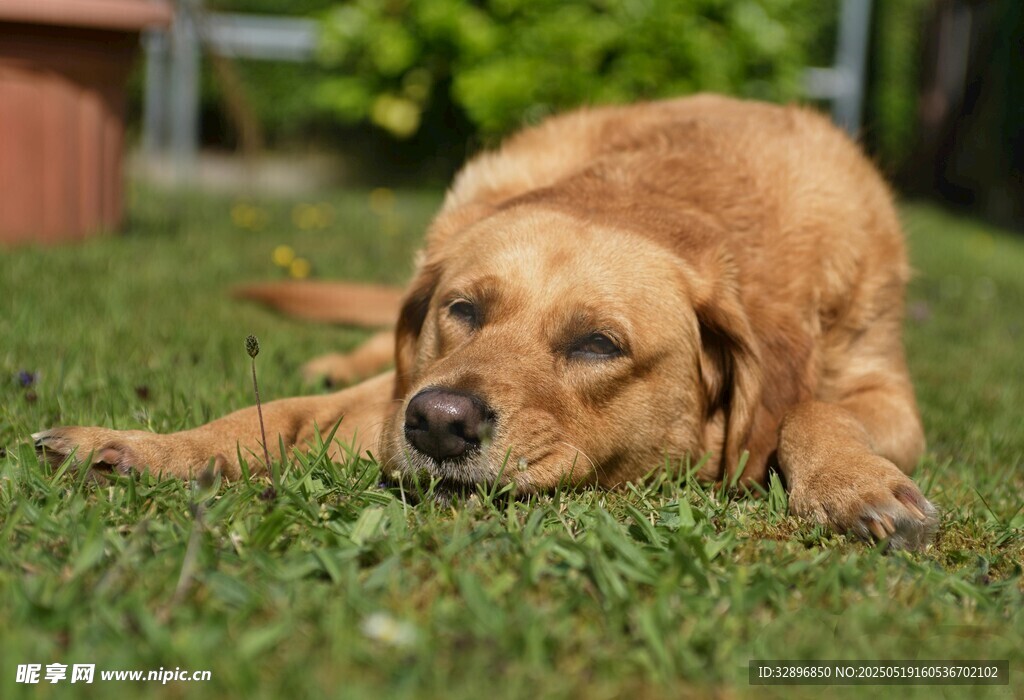 趴在草地上的慵懒金毛犬