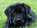 草地上的黑色拉布拉多幼犬