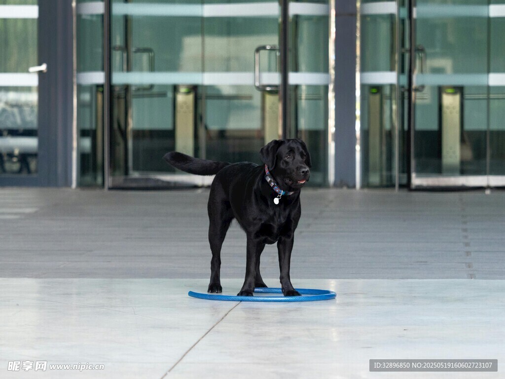 黑犬站立于蓝色垫子上