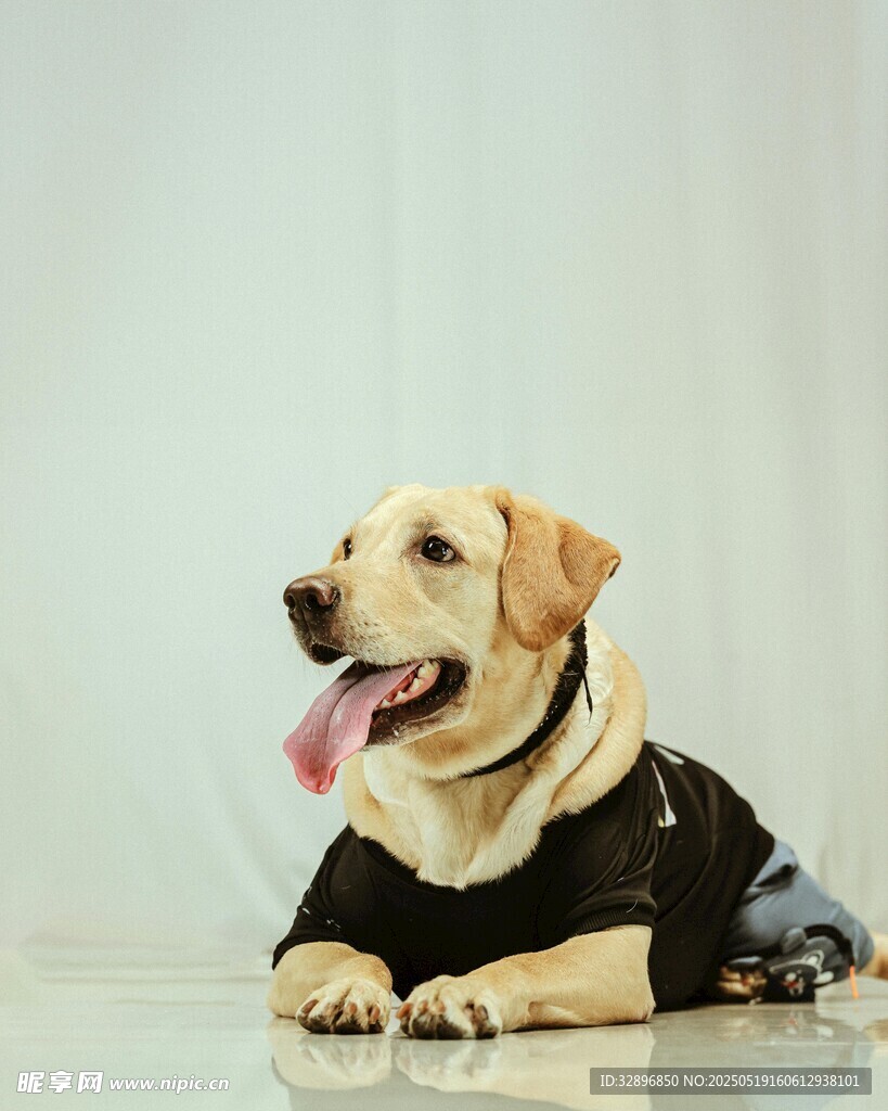 穿黑衣的可爱拉布拉多犬