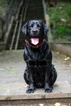 黑色拉布拉多犬端坐