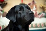 黑拉布拉多犬的温馨瞬间