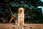 阳光下的可爱金毛犬