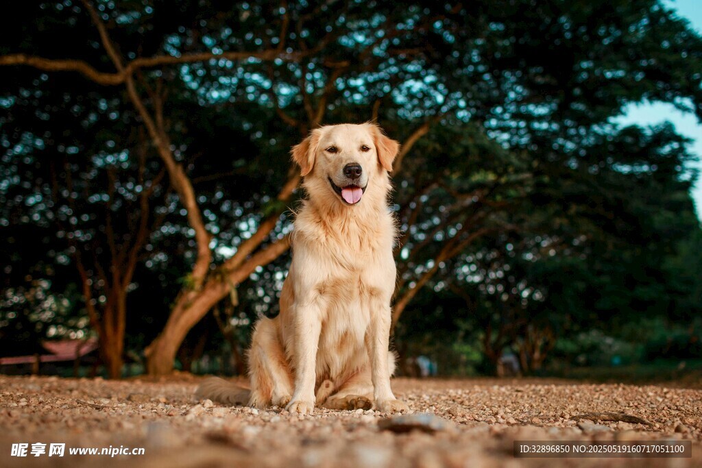 阳光下的可爱金毛犬
