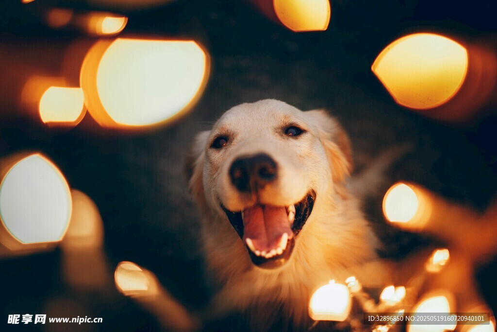 灯光下微笑的可爱金毛犬