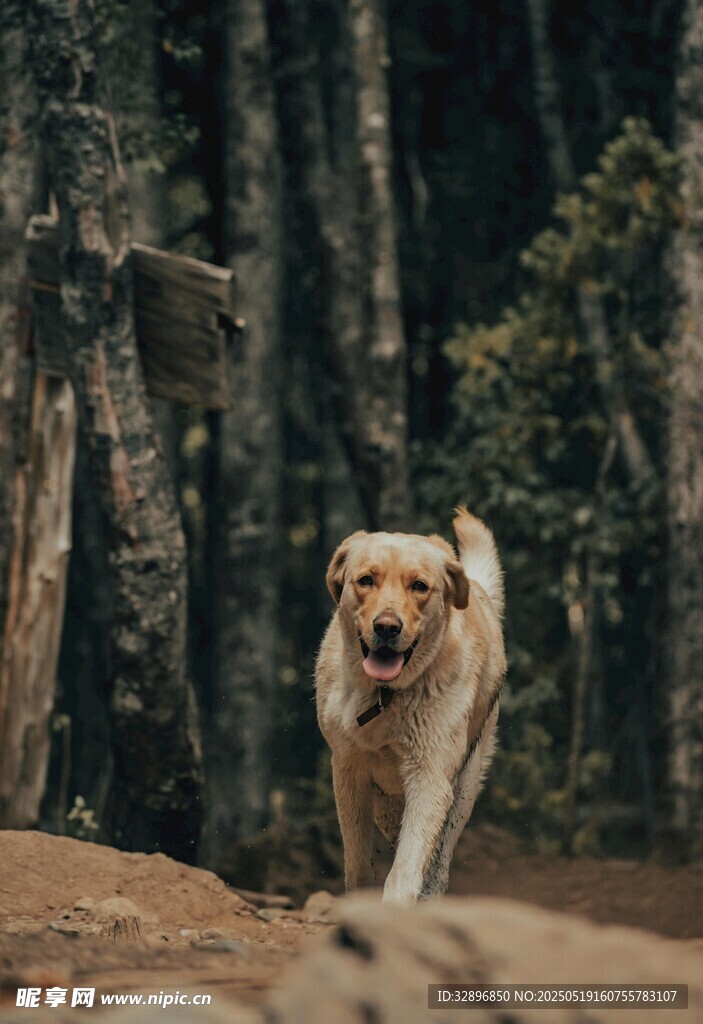林间奔跑的金毛犬