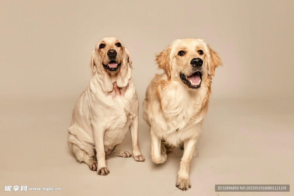 两只可爱的金毛犬