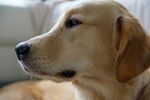 温顺金毛犬的侧颜特写
