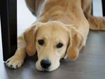 趴着的金毛犬