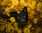 黄叶丛中的黑犬