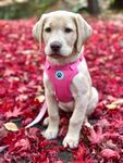 穿粉衣的萌犬坐于红叶中
