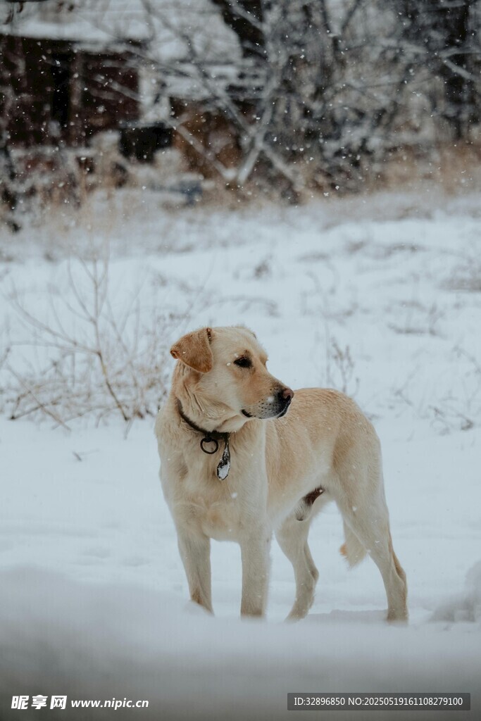 雪地中的黄色狗狗