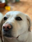 可爱拉布拉多犬特写