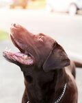 仰头的黑色拉布拉多犬