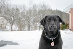雪地中的黑色拉布拉多犬