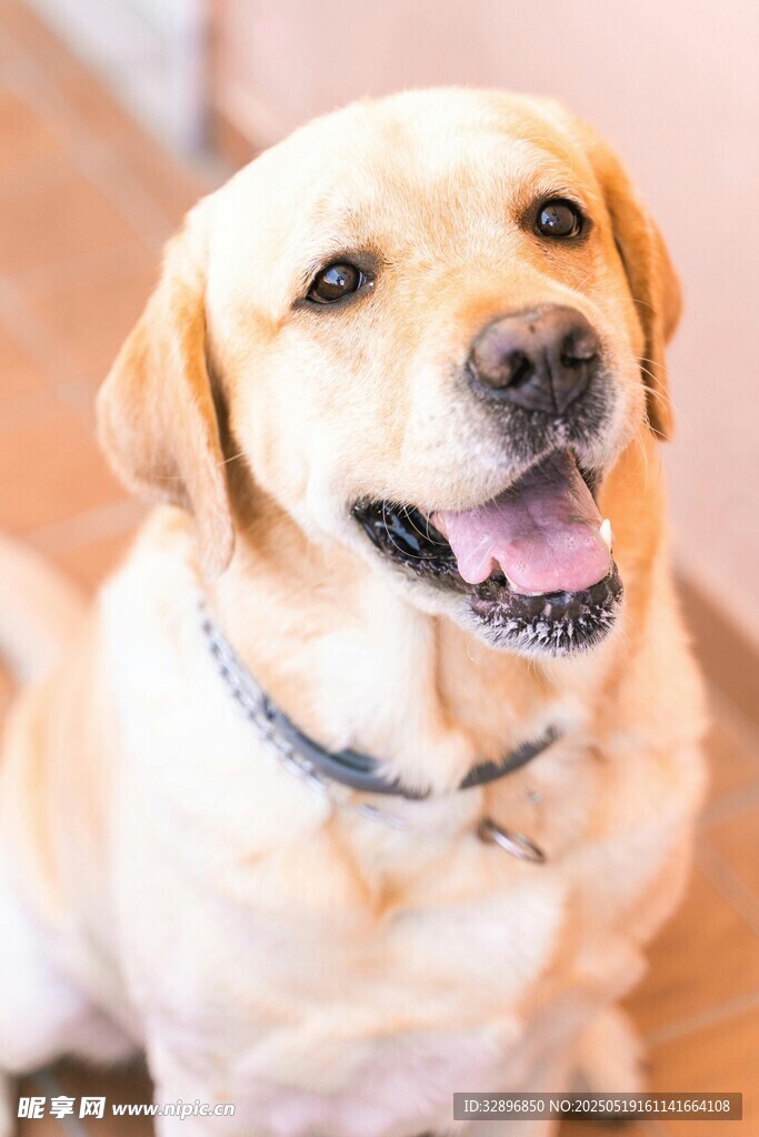 可爱拉布拉多犬微笑瞬间