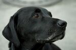 黑拉布拉多犬的专注瞬间
