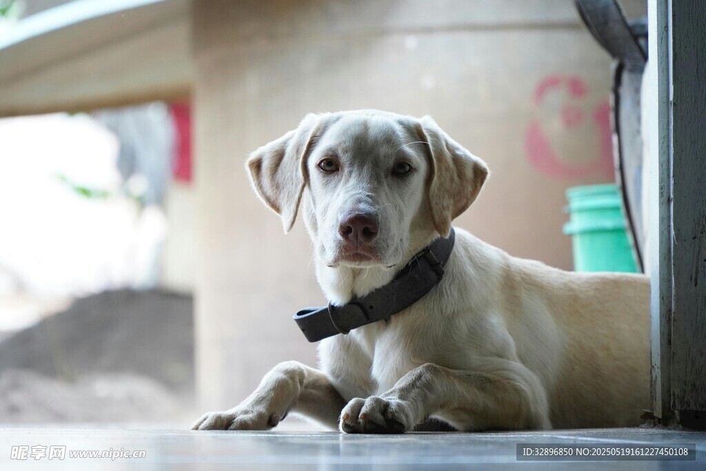 可爱拉布拉多犬趴坐