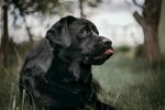 黑犬静卧于葱郁草地间