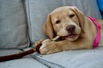 拉布拉多幼犬咬绳趴沙发