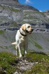 高山上的可爱拉布拉多犬