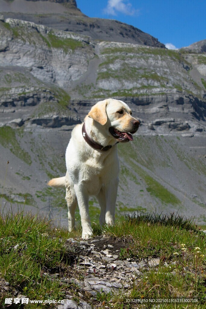 高山上的可爱拉布拉多犬