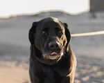 沙滩上的黑色拉布拉多犬
