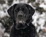 雪中黑犬