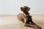威玛猎犬优雅趴坐木地板