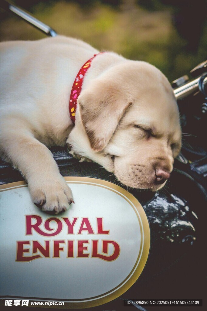 趴摩托车上熟睡的可爱幼犬