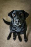 可爱黑犬坐地望镜头