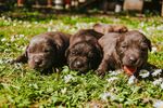 草地上的可爱棕色幼犬