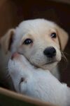 可爱幼犬依偎在容器中