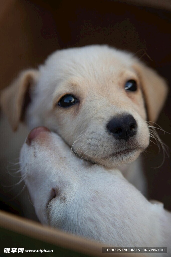 可爱幼犬依偎在容器中