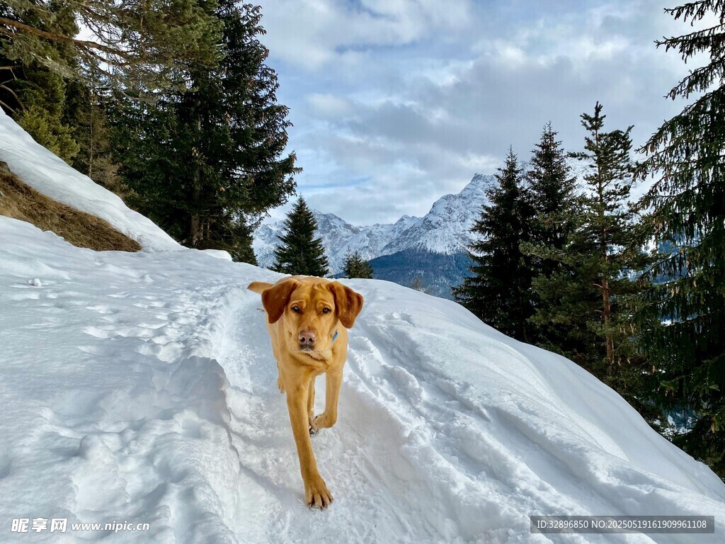 雪地中漫步的可爱狗狗