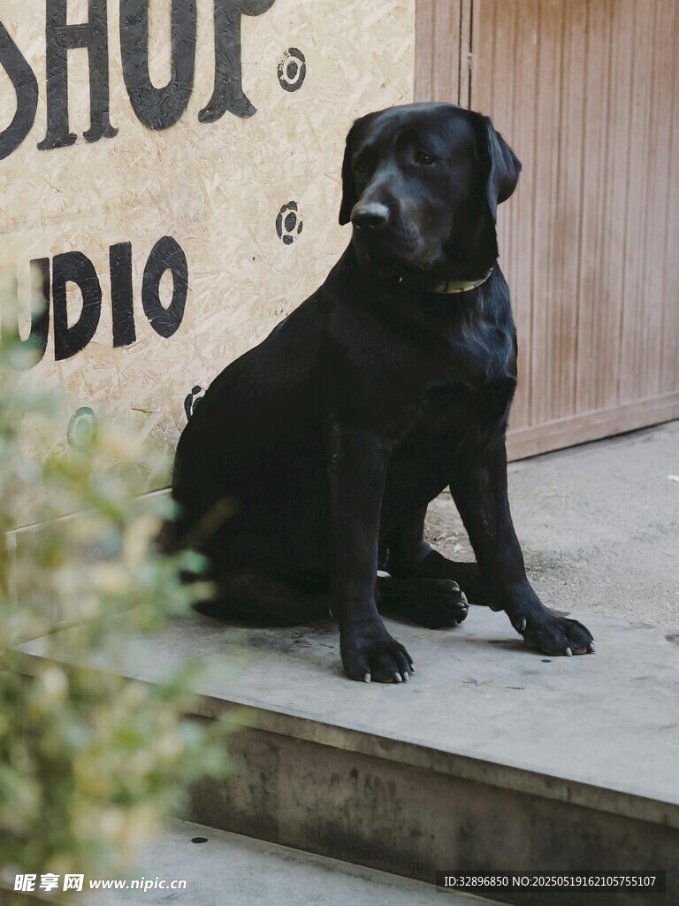黑色拉布拉多犬安静蹲坐