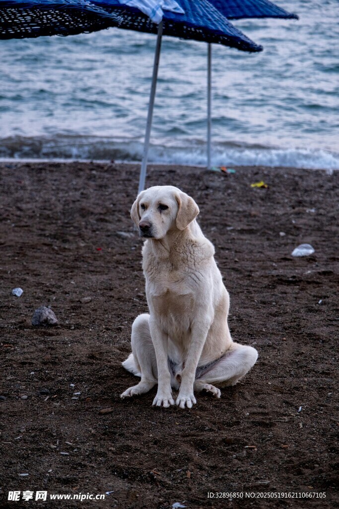 海边独坐的白色狗狗