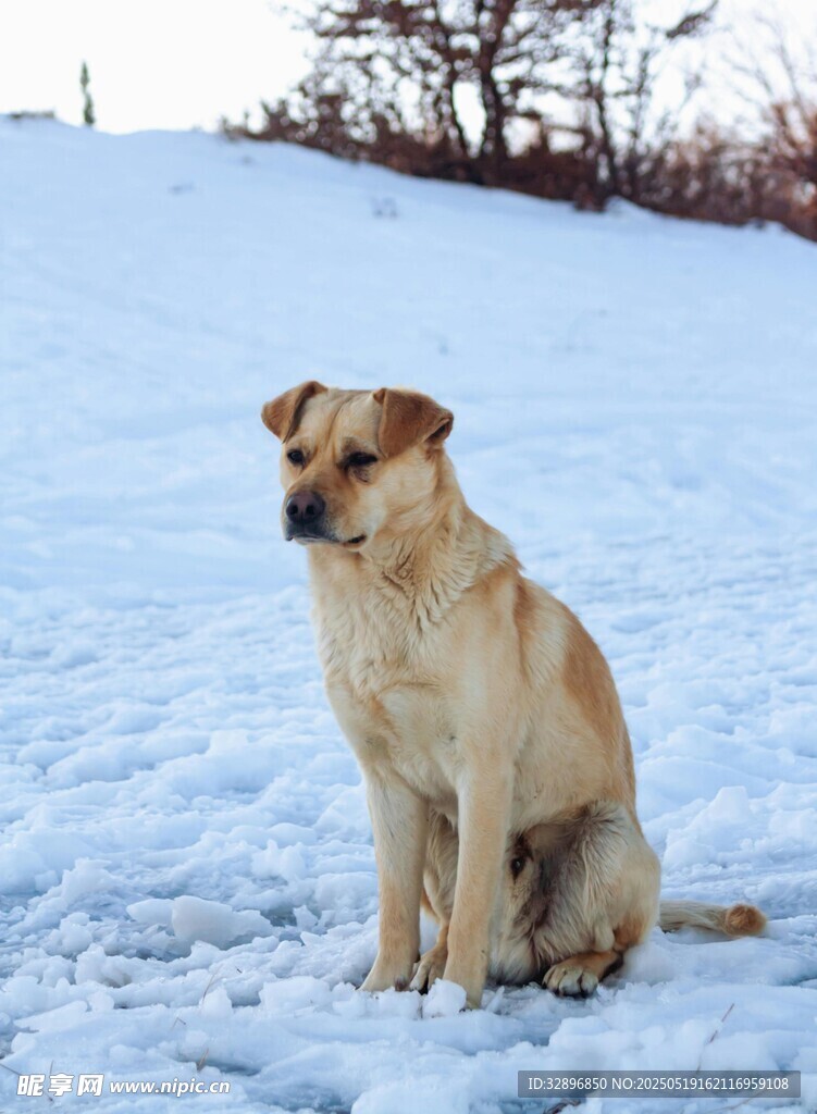 雪地中静坐的黄色小狗