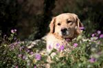 花丛中的金毛犬