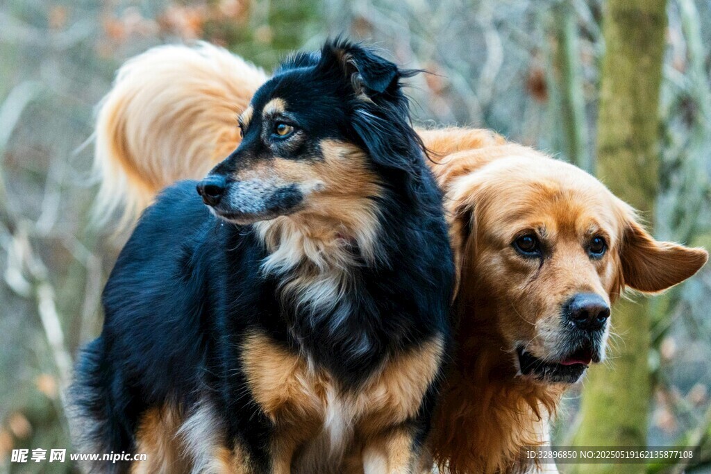 林间双犬漫步