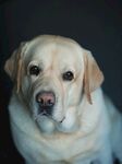 可爱拉布拉多犬特写