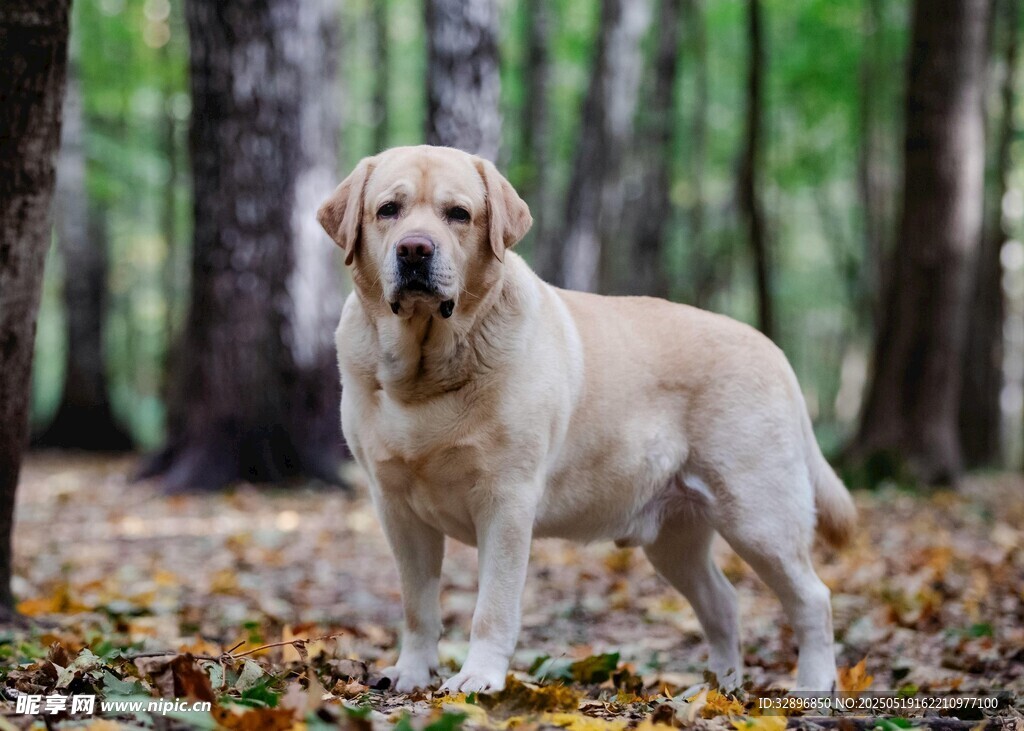 林间金毛犬