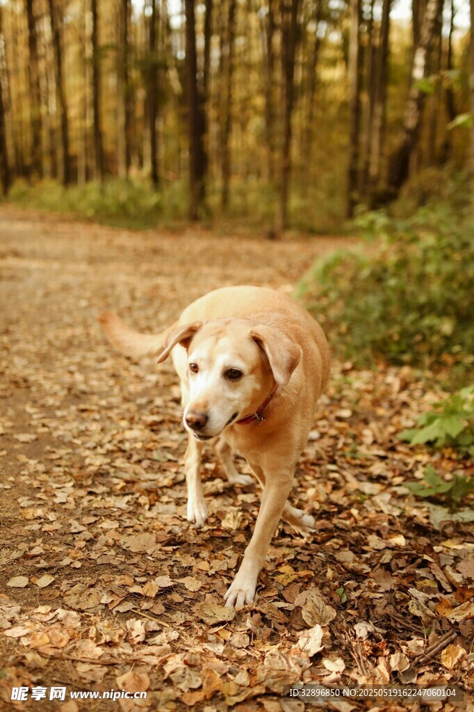 林间漫步的金毛犬