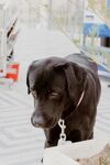 拴着的黑色拉布拉多犬