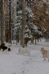 雪地林间的群犬漫步